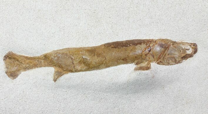 Lower Turonian Fossil Fish - Goulmima, Morocco #76410